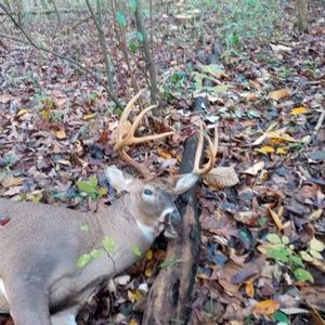 Meet your Posher, Lynn